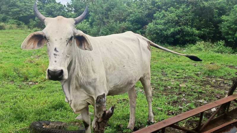 Brahman Cows for Sale